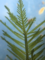 Bryopsis corticulans