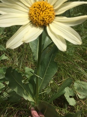 Wyethia helianthoides