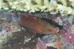 Cheilinus oxycephalus