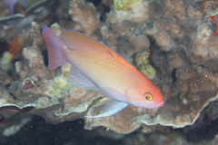 Pseudanthias hypselosoma