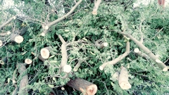 Vachellia farnesiana