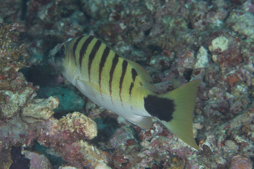 Black-banded seaperch (Lutjanus semicinctus) — Lutjanidae — 2