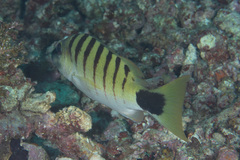 Lutjanus semicinctus
