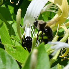 Xylocopa tabaniformis orpifex