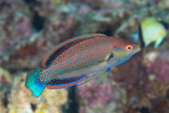 Cirrhilabrus punctatus