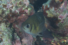Chromis weberi