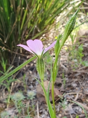 Eudianthe coeli-rosa image