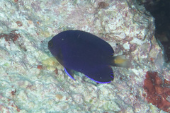Centropyge fisheri