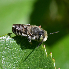 Megachile