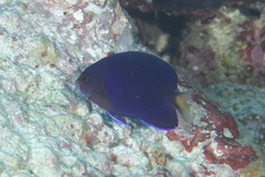 Centropyge fisheri