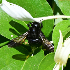 Xylocopa tabaniformis orpifex