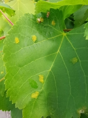 Eriophyes exilis