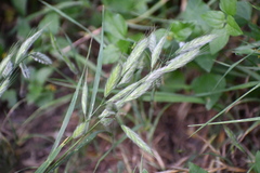 Bromus lanceolatus