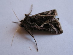 Autographa flagellum