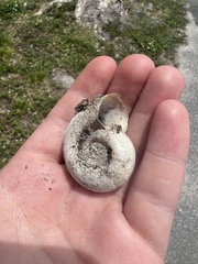 Planorbarius corneus