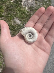 Planorbarius corneus