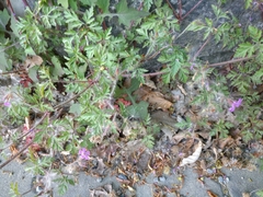 Geranium robertianum