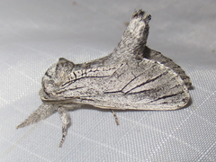 Inguromorpha itzalana