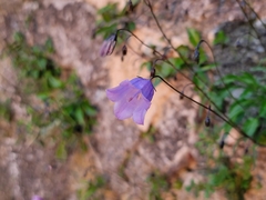 Campanula cochleariifolia