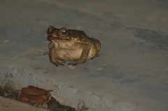 Rhinella marina