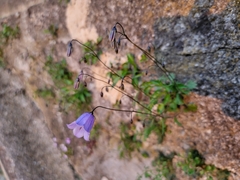 Campanula cochleariifolia