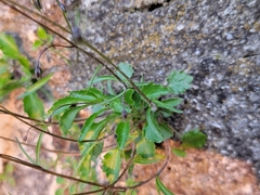 Campanula cochleariifolia