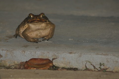 Rhinella marina