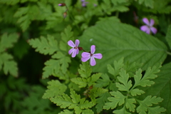 Geranium robertianum