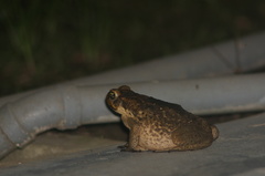 Rhinella marina