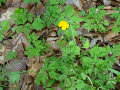Anemonoides ranunculoides