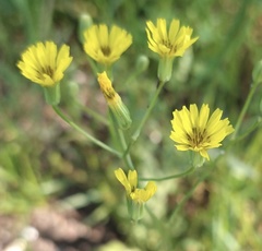Crepis pulchra