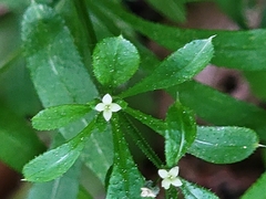 Galium aparine