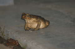 Rhinella marina