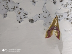 Agathodes ostentalis