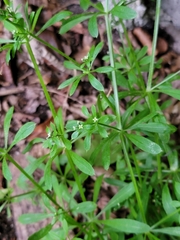 Galium aparine