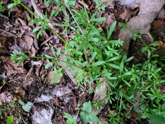 Galium aparine