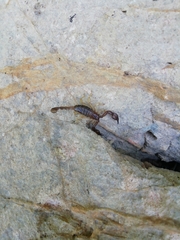 Euscorpius tergestinus