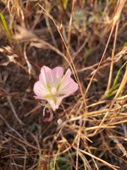 Sidalcea hirsuta