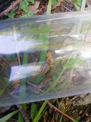 Ectobius erythronotus