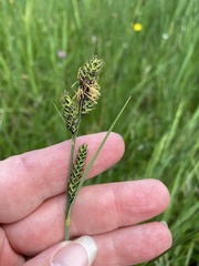 Carex hartmanii