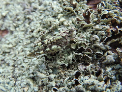 Leuronotina ritensis