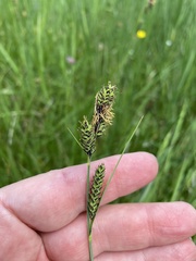 Carex hartmanii