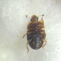 Stelidota geminata
