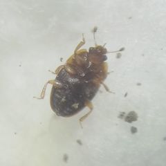 Stelidota geminata