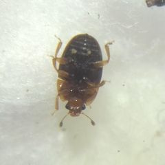 Stelidota geminata