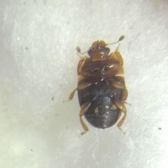 Stelidota geminata