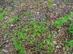 Anemonoides ranunculoides