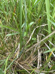 Carex hartmanii