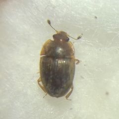 Stelidota geminata