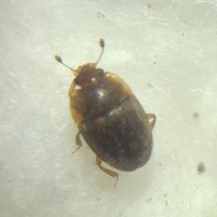 Stelidota geminata